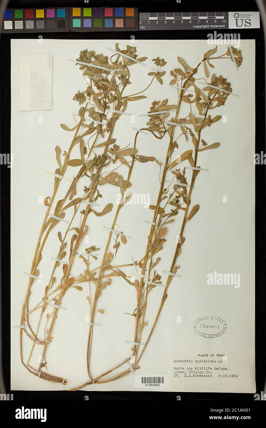 Euphorbia spathulata Euphorbia spathulata. Stock Photo