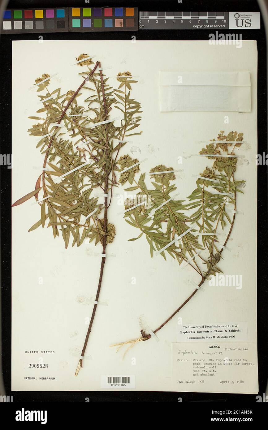 Euphorbia esuliformis S Schauer ex Nees S Schauer Euphorbia esuliformis S Schauer ex Nees S Schauer. Stock Photo