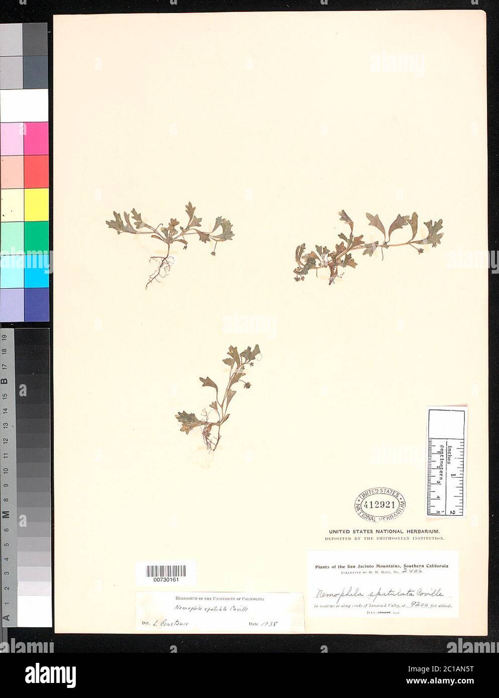 00730161.tif Nemophila spatulata Coville. Stock Photo