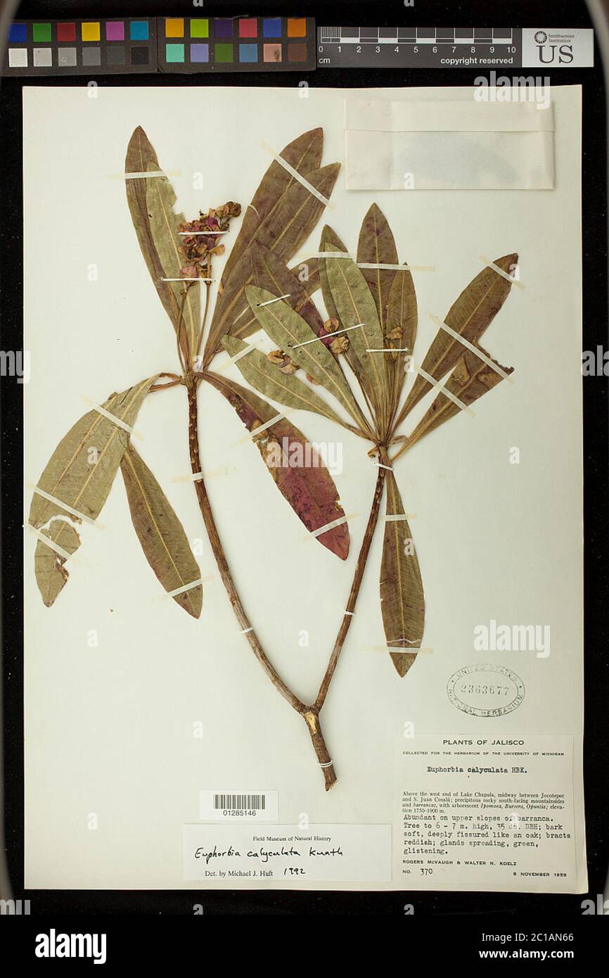 Euphorbia calyculata Kunth Euphorbia calyculata Kunth. Stock Photo