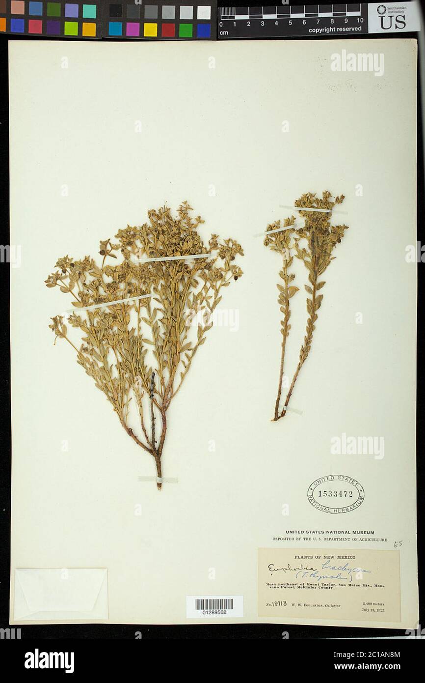 Euphorbia brachycera Engelm in Emory Euphorbia brachycera Engelm in Emory. Stock Photo