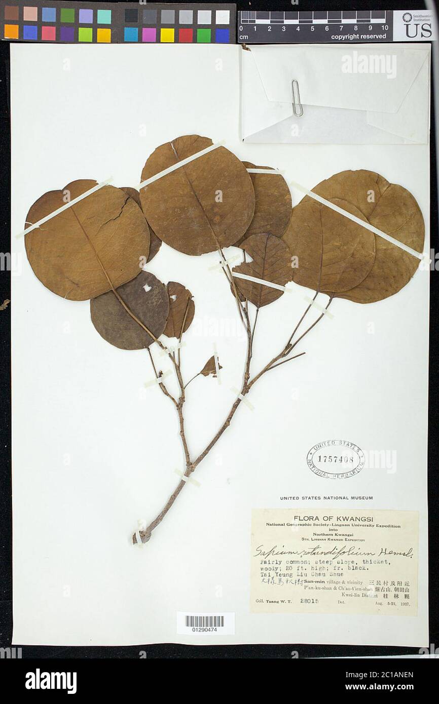 Sapium rotundifolium Hemsl Sapium rotundifolium Hemsl. Stock Photo