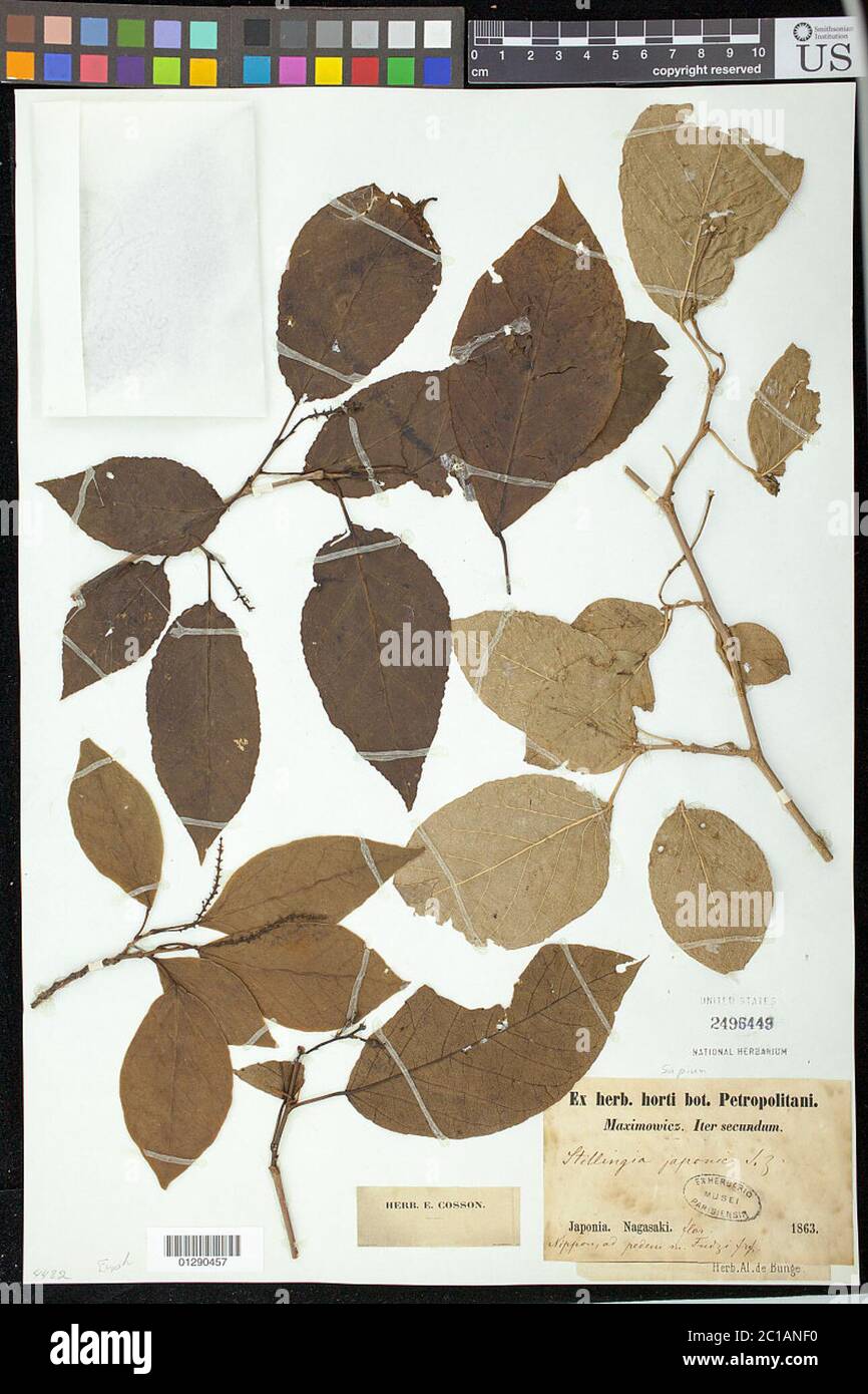 Sapium japonicum Sapium japonicum. Stock Photo