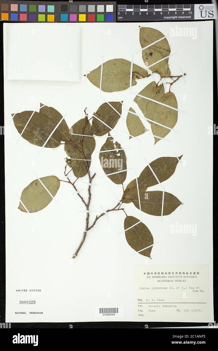 Sapium japonicum Sapium japonicum. Stock Photo