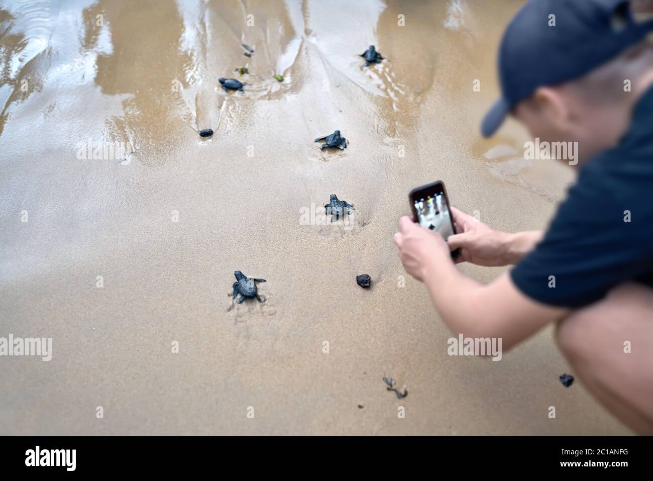 Group of little sea turtles are running to the sea on the sand beach on Sri Lanka. Man in a dark baseball cap is making their ph Stock Photo
