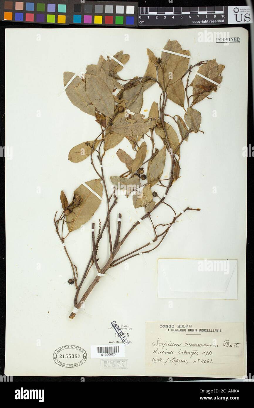 Sapium mannianum Sapium mannianum. Stock Photo
