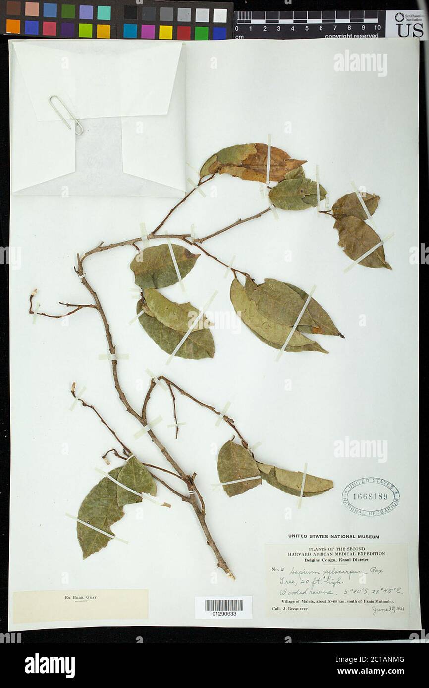 Sapium xylocarpum Pax Sapium xylocarpum Pax. Stock Photo