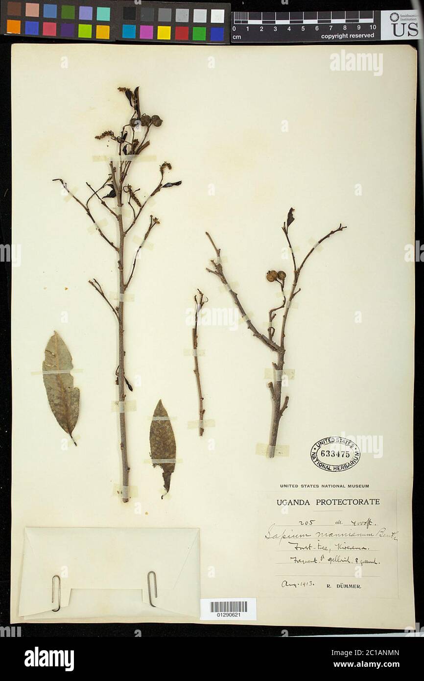 Sapium mannianum Sapium mannianum. Stock Photo