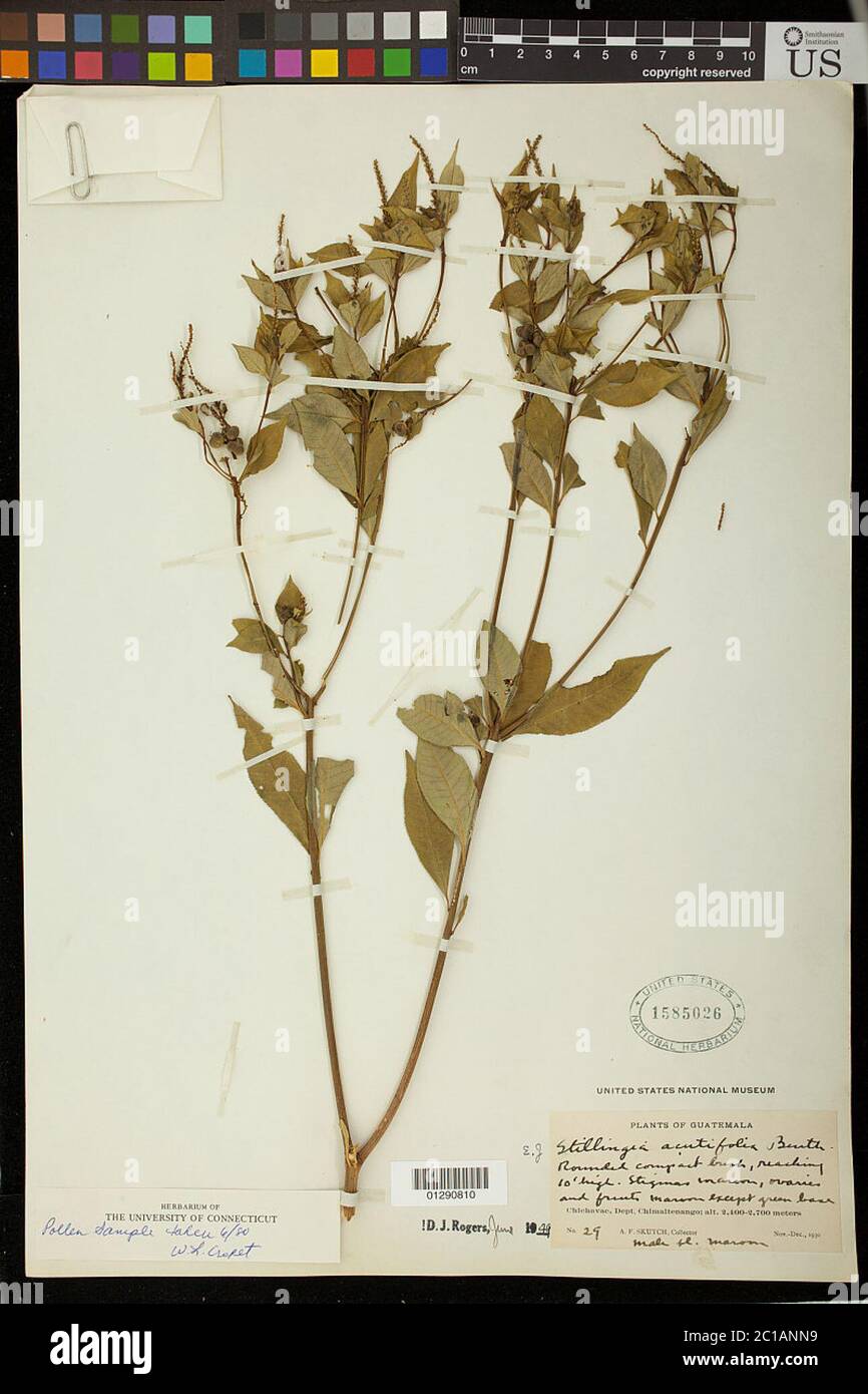 Stillingia acutifolia Benth Benth ex Hemsl Stillingia acutifolia Benth Benth ex Hemsl. Stock Photo