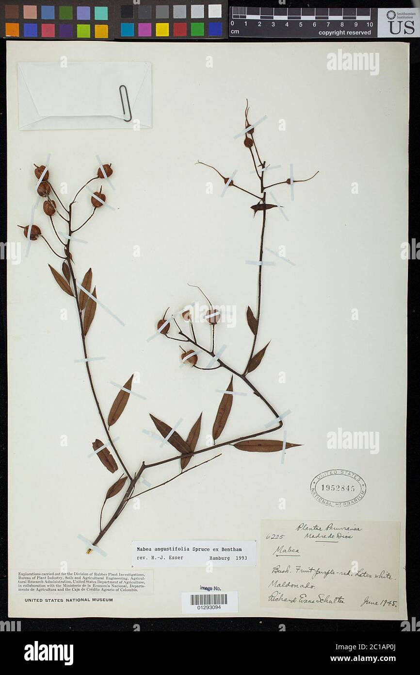 Mabea angustifolia Spruce ex Benth Mabea angustifolia Spruce ex Benth. Stock Photo