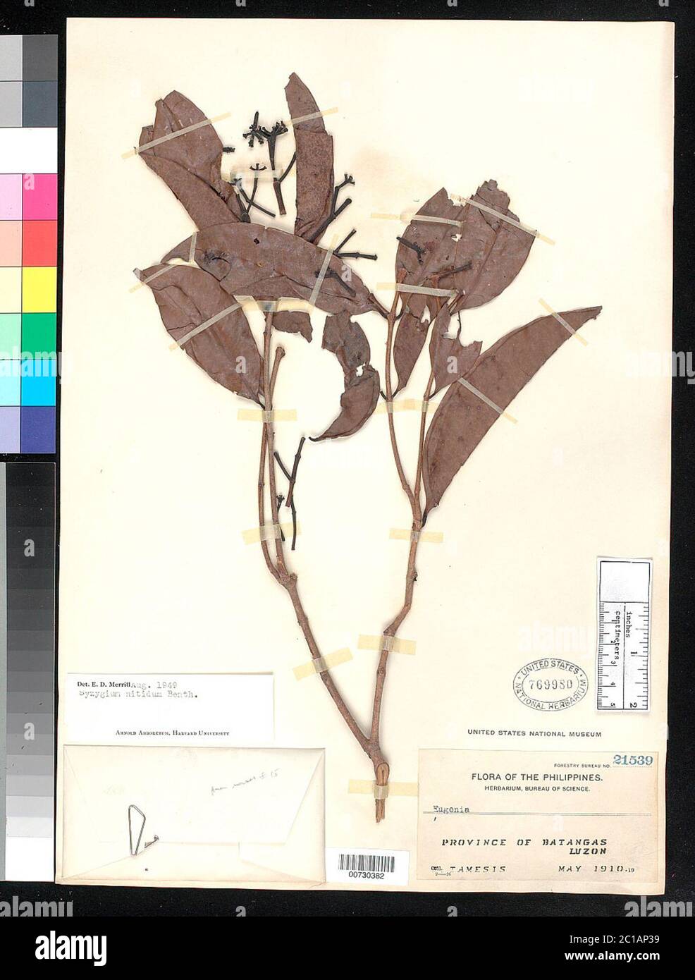 00730382.tif Syzygium nitidum Benth. Stock Photo