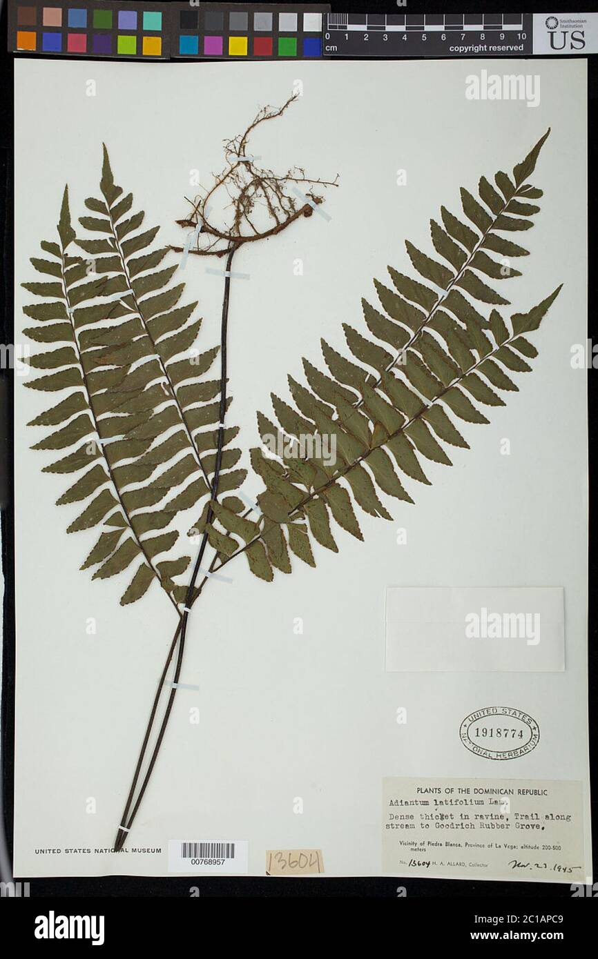 Adiantum latifolium Lam Adiantum latifolium Lam. Stock Photo