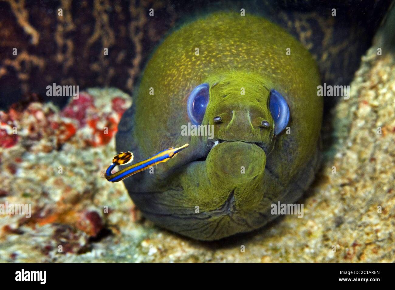 Undulated moray eel (with blue-striped pipefish) - Gymnothorax undulatus (with Doryrhamphus excisus) Stock Photo