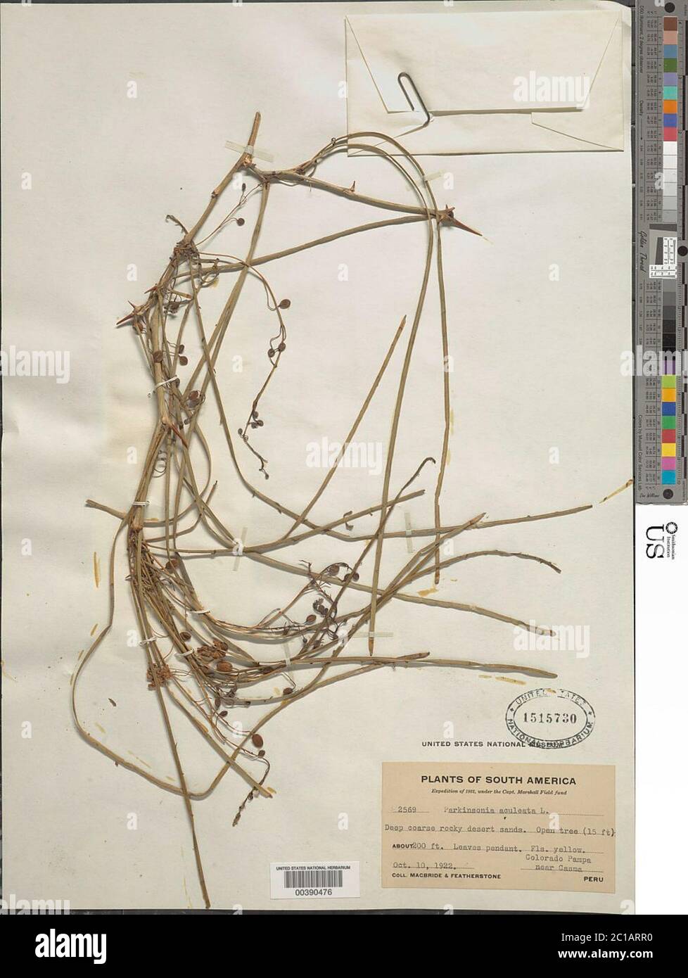 Parkinsonia aculeata L Parkinsonia aculeata L Stock Photo Alamy