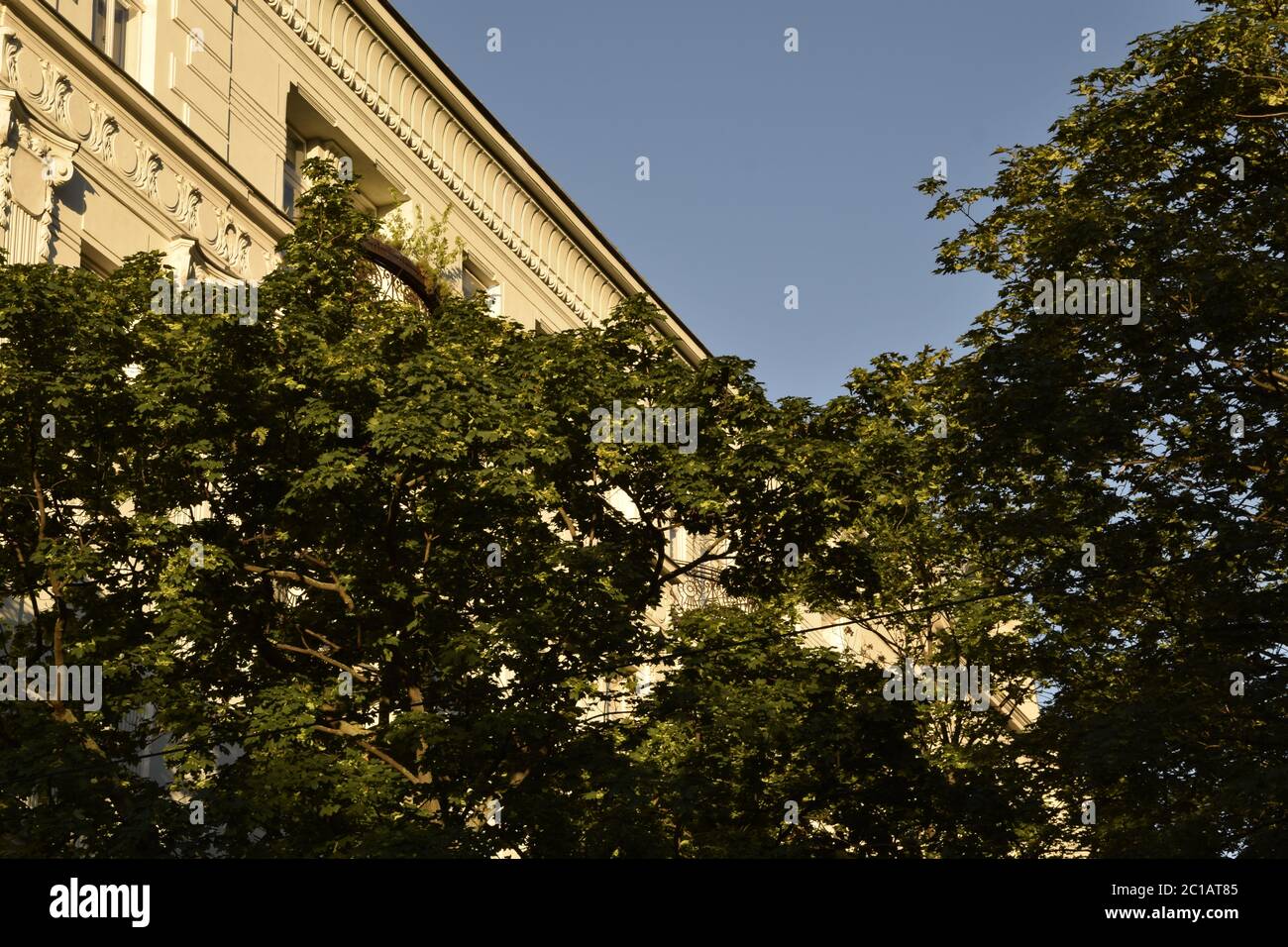 Altbau hinter Baum in Wien-Brigittenau Stock Photo