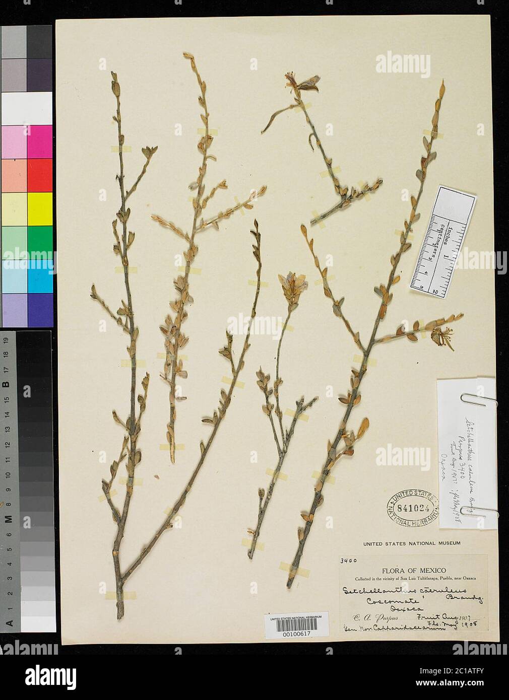 Setchellanthus caeruleus Brandegee Setchellanthus caeruleus Brandegee. Stock Photo