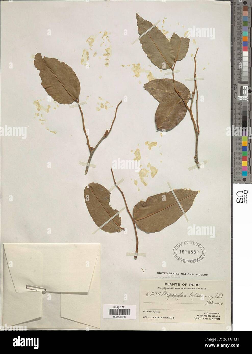 Myroxylon Balsamum Hi res Stock Photography And Images Alamy Myroxylon Balsamum Hi res Stock Photography And Images Alamy