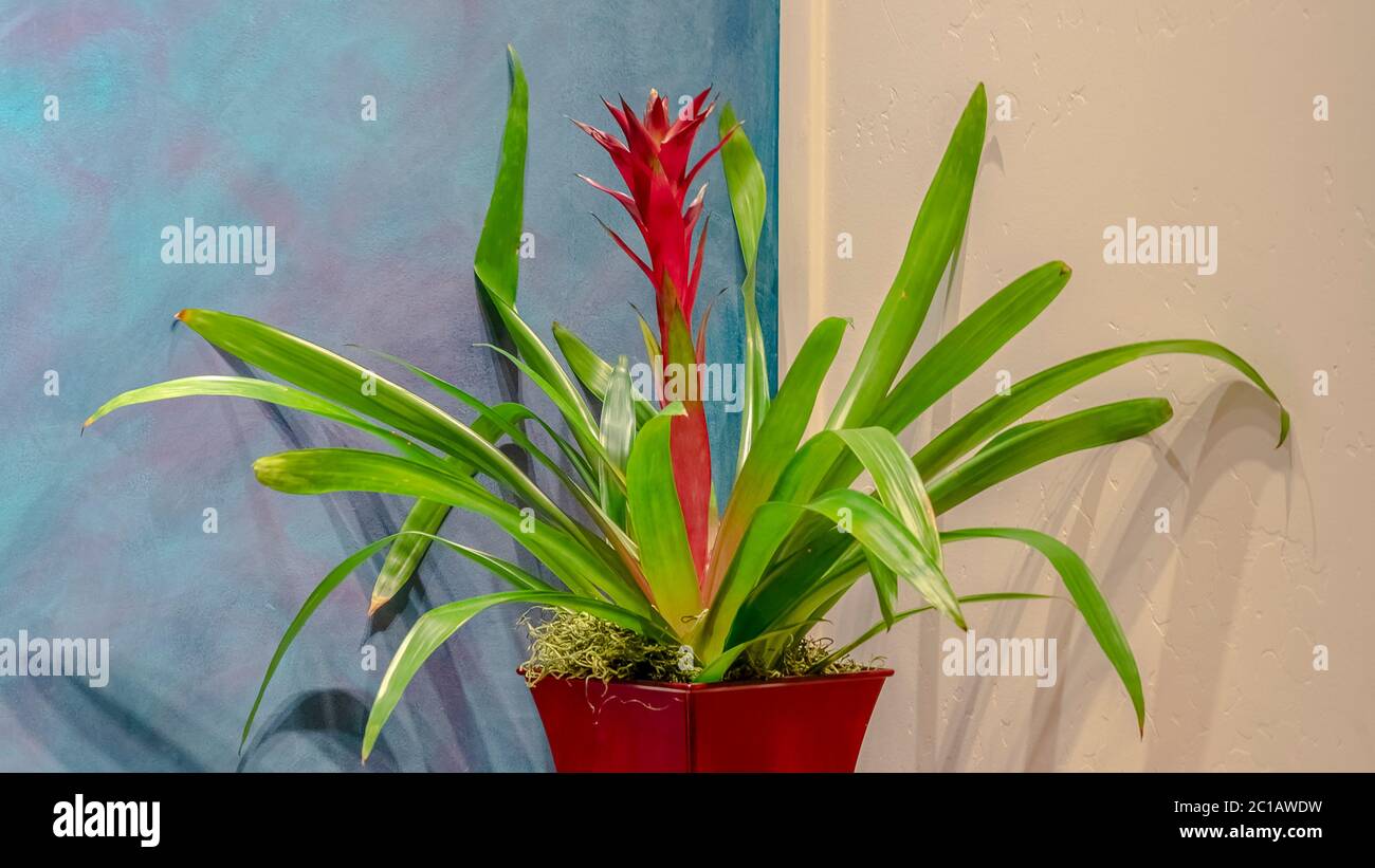 Panorama Potted bromeliad with colorful red flower interior Stock Photo