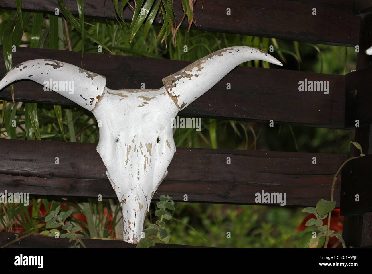 Cattle horns decoration inside 293 on Komba Guest House, Ampangorinana Village, Nosy Komba Island, Madagascar Stock Photo