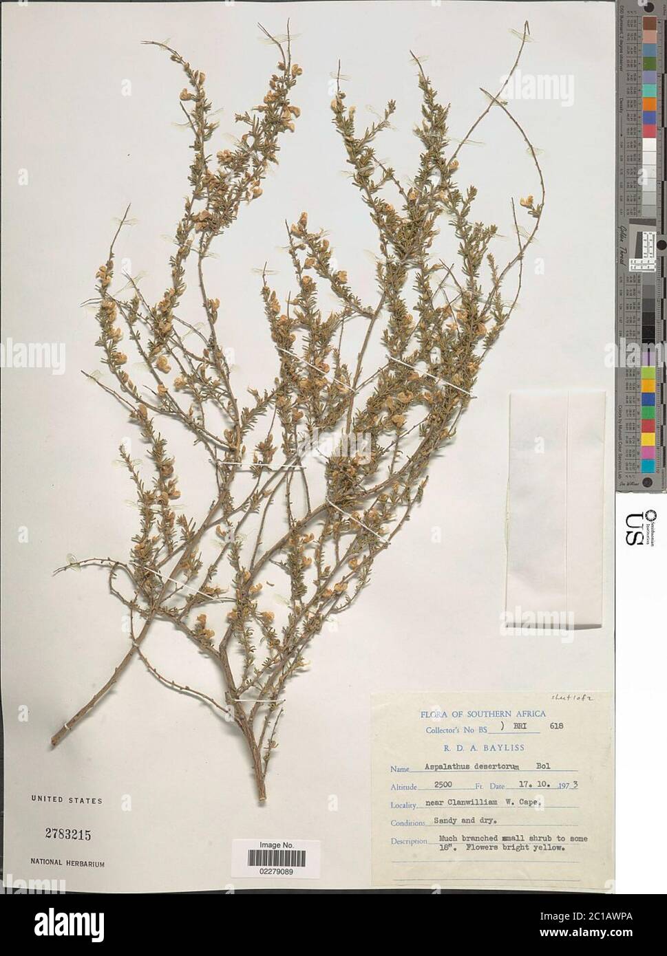 Aspalathus desertorum Bolus Aspalathus desertorum Bolus. Stock Photo