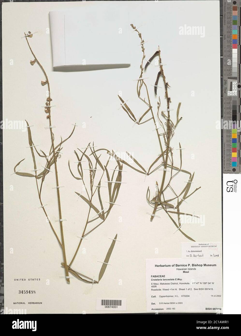 Crotalaria lanceolata E Mey Crotalaria lanceolata E Mey. Stock Photo