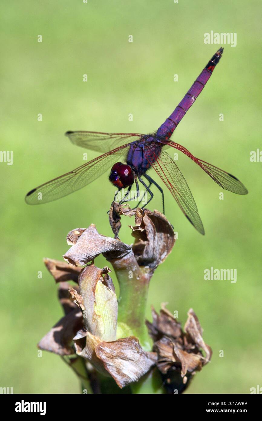 Violet dropwing - Trithemis annulata Stock Photo