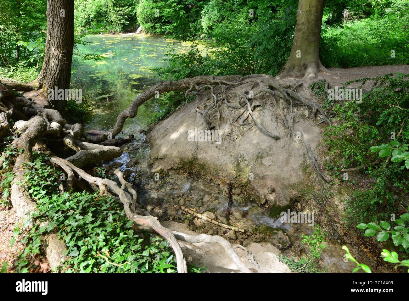 Tree roots at a pond in Surrey Stock Photo - Alamy