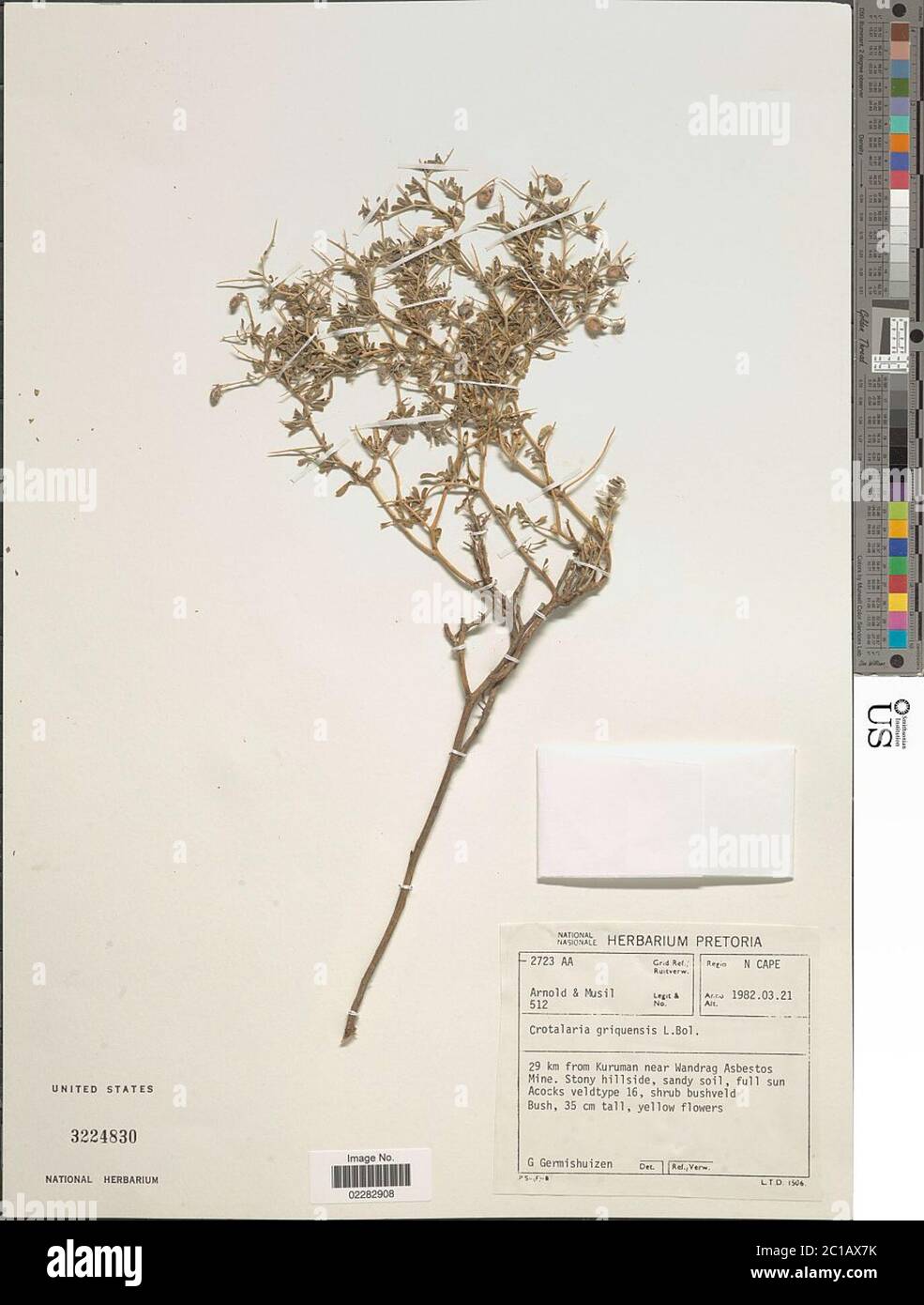 Crotalaria griquensis Bolus Crotalaria griquensis Bolus. Stock Photo