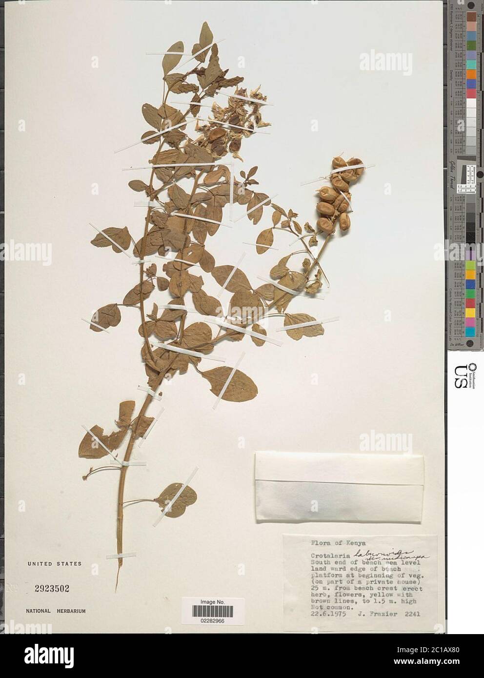 Crotalaria laburnoides Klotzsch Crotalaria laburnoides Klotzsch. Stock Photo