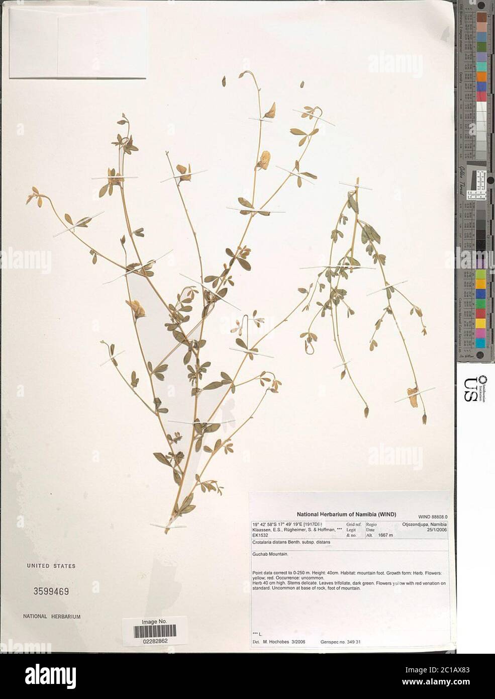 Crotalaria distans Benth Crotalaria distans Benth. Stock Photo