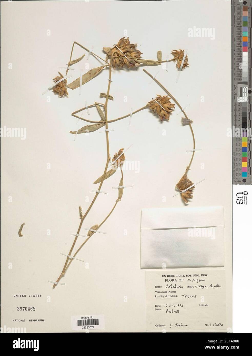 Crotalaria macrocalyx Benth Crotalaria macrocalyx Benth. Stock Photo