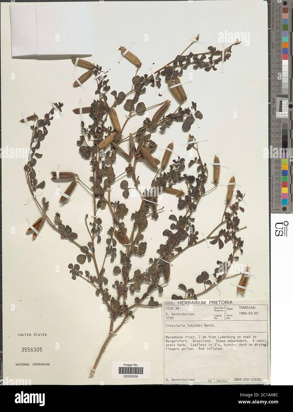 Crotalaria lotoides Benth Crotalaria lotoides Benth. Stock Photo