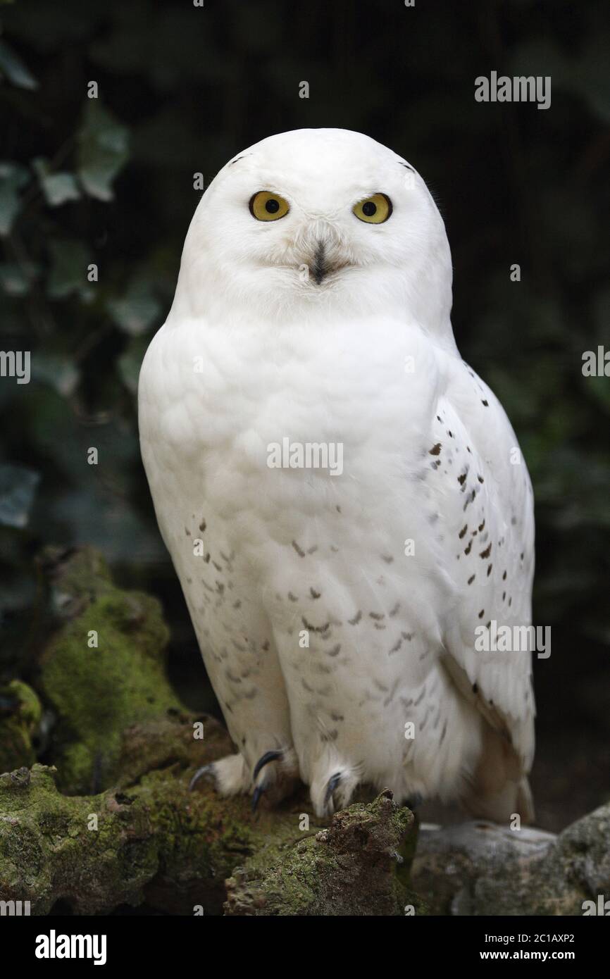 Snowy owl (male) - Bubo scandiacus (Nyctea scandiaca Stock Photo - Alamy