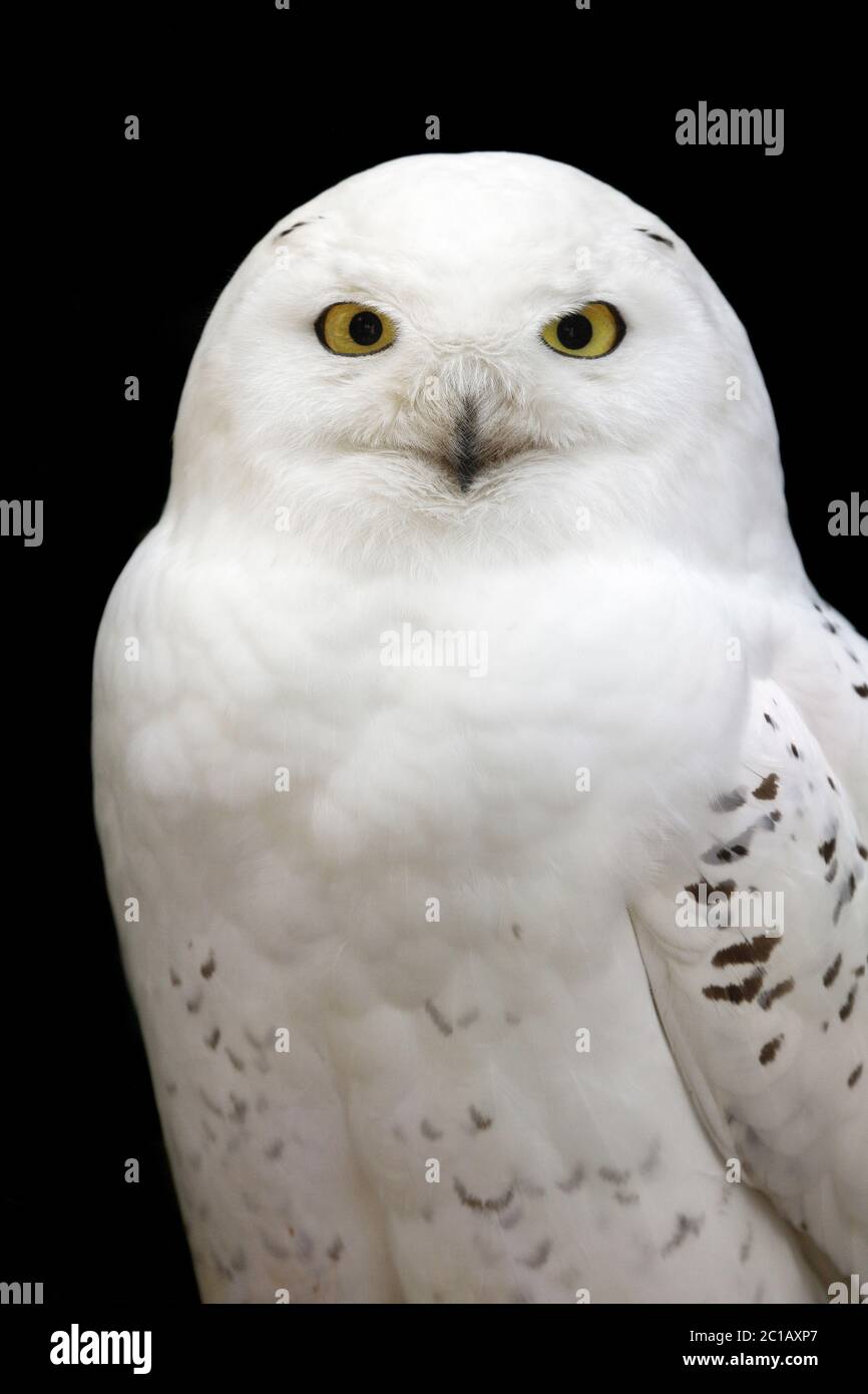 Snowy owl (male) - Bubo scandiacus (Nyctea scandiaca Stock Photo - Alamy
