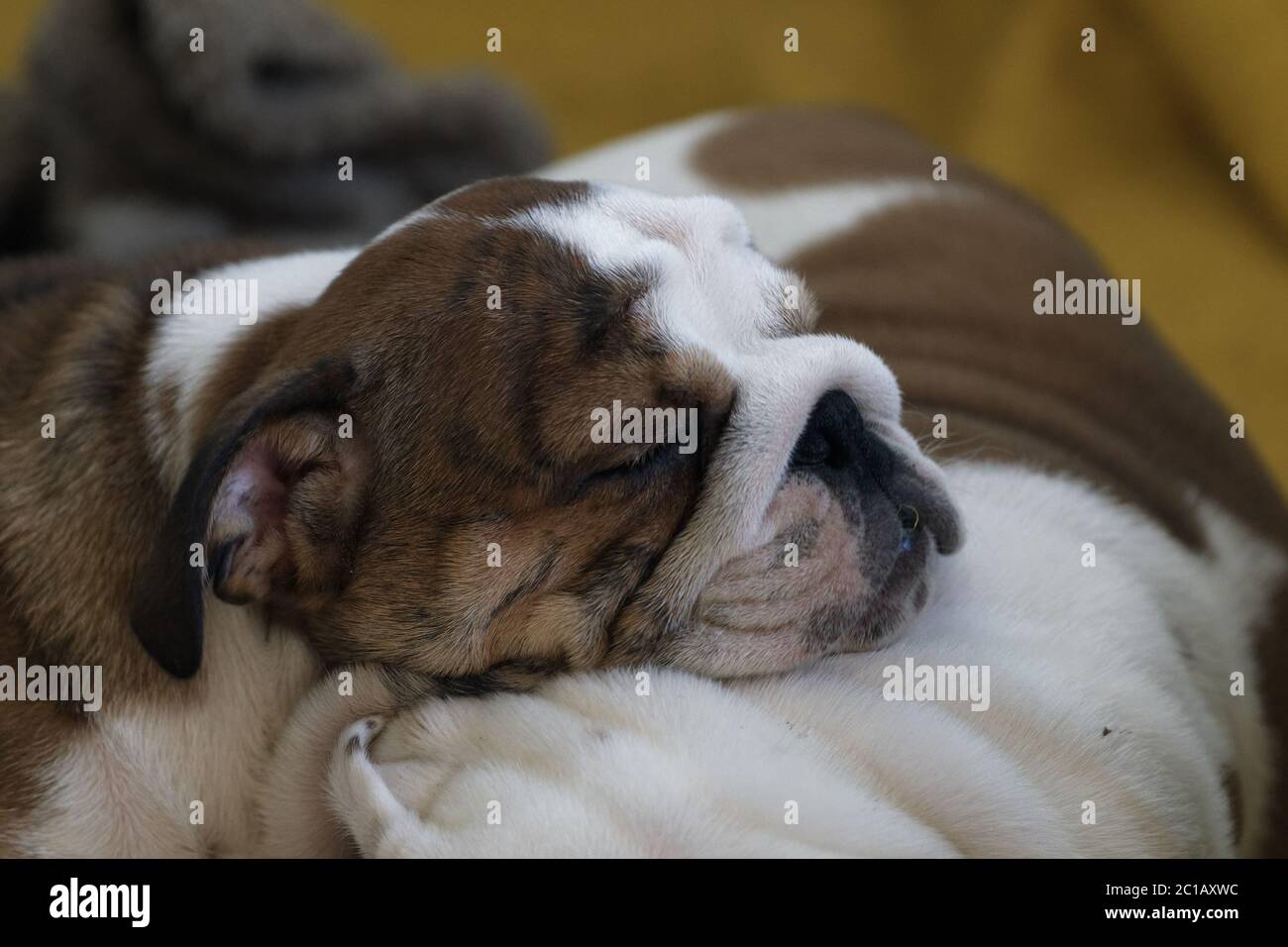Small sleeping puppy of english bulldog Stock Photo - Alamy