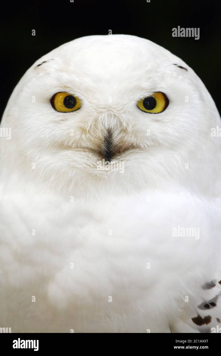 Snowy owl (male) - Bubo scandiacus (Nyctea scandiaca Stock Photo - Alamy