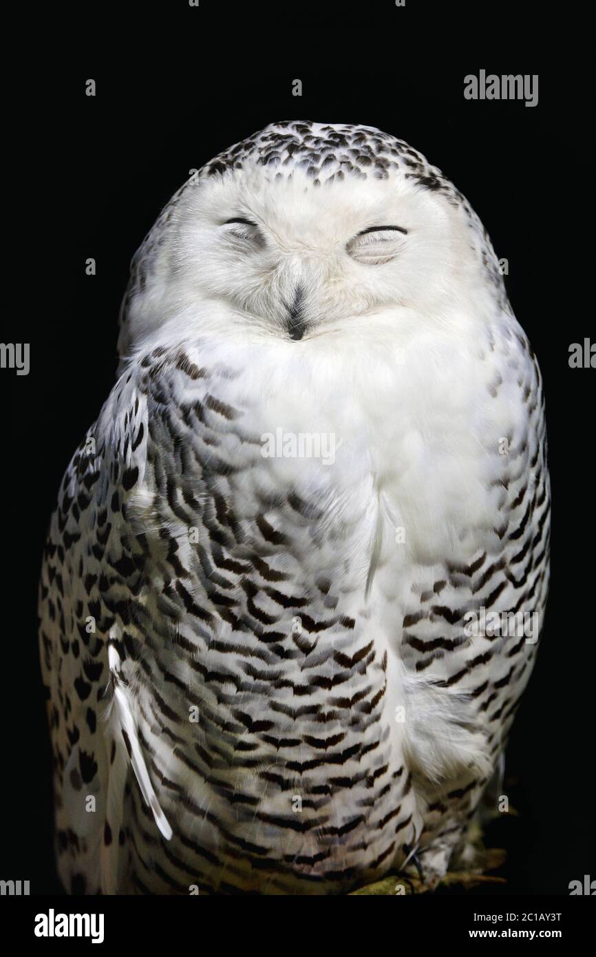 Snowy owl (female) - Bubo scandiacus (Nyctea scandiaca Stock Photo - Alamy