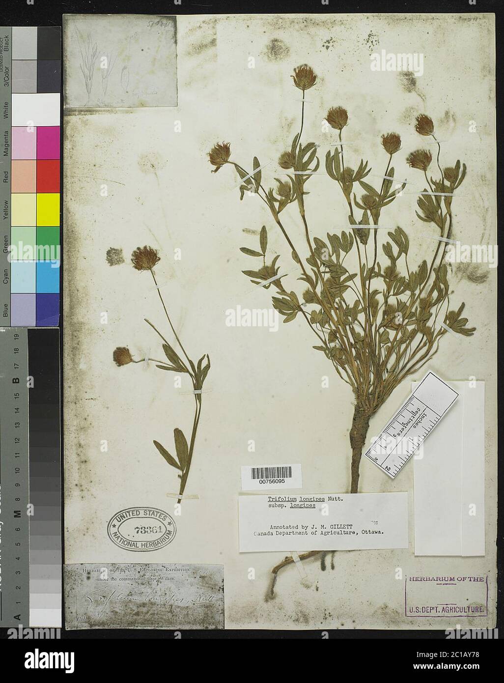 Trifolium longipes subsp longipes Trifolium longipes subsp longipes. Stock Photo
