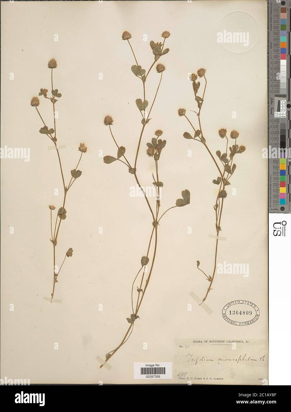 Trifolium microcephalum Pursh Trifolium microcephalum Pursh. Stock Photo
