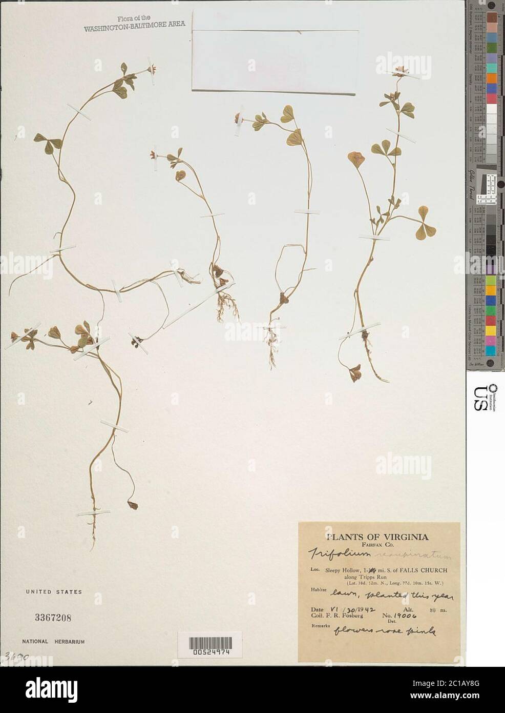 Trifolium resupinatum Trifolium resupinatum Stock Photo Alamy