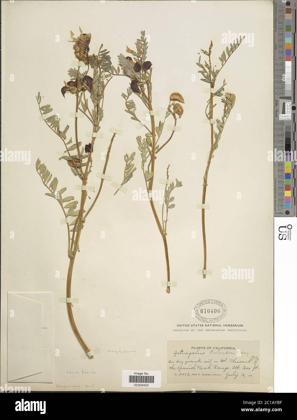Astragalus bolanderi A Gray Astragalus bolanderi A Gray. Stock Photo