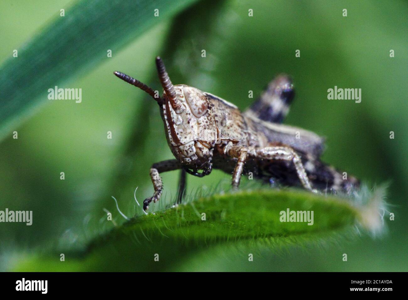 Common field first instar nymph Chorthippus brunneus Stock Photo Alamy