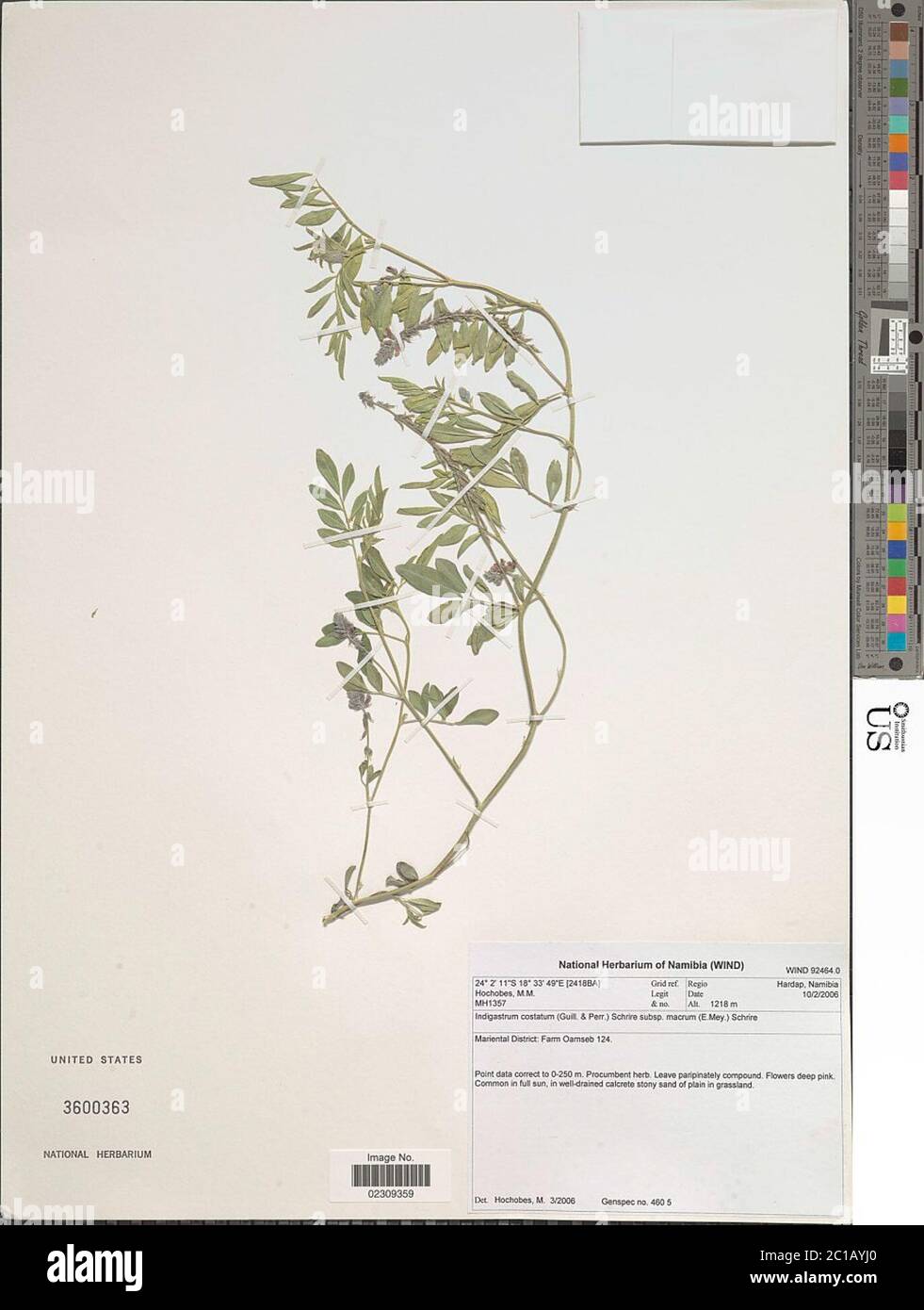 Indigastrum costatum subsp macrum E Mey Schrire Indigastrum costatum subsp macrum E Mey Schrire. Stock Photo