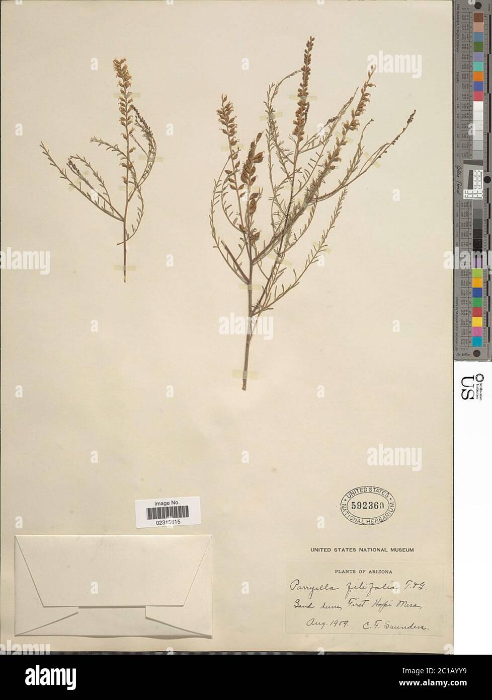 Parryella filifolia Torr A Gray ex A Gray Parryella filifolia Torr A Gray ex A Gray. Stock Photo