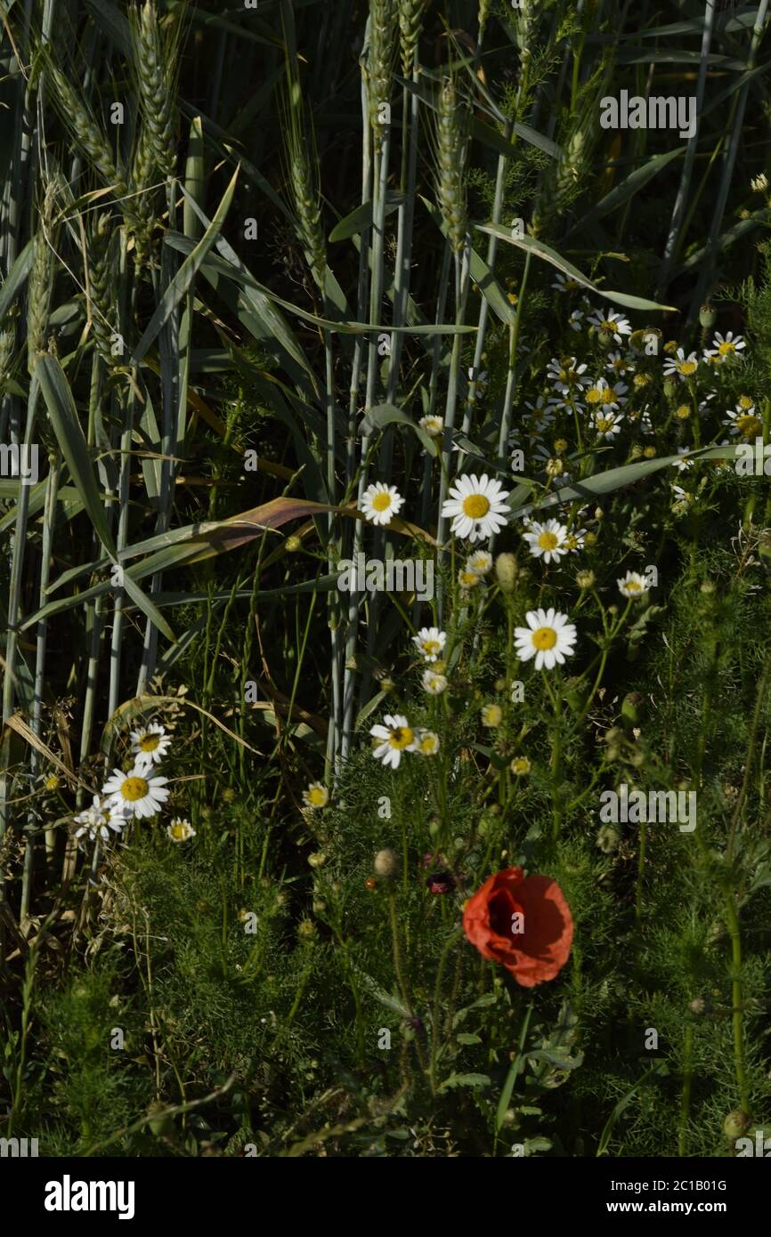 Roggen, Kamille und Mohn Stock Photo