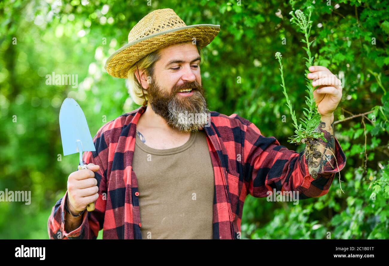 Gardener planting flowers with trowel. cultivation. Farmer planting seedling in organic garden. happy man. people in garden beds. Spring garden concept. Gardeners hands plant flowers in backyard. Stock Photo