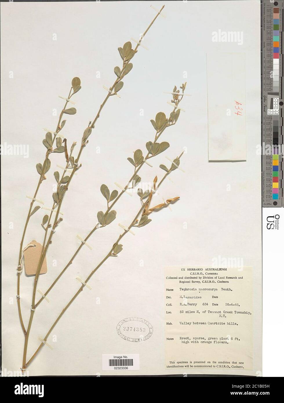 Tephrosia macrocarpa Benth Tephrosia macrocarpa Benth. Stock Photo