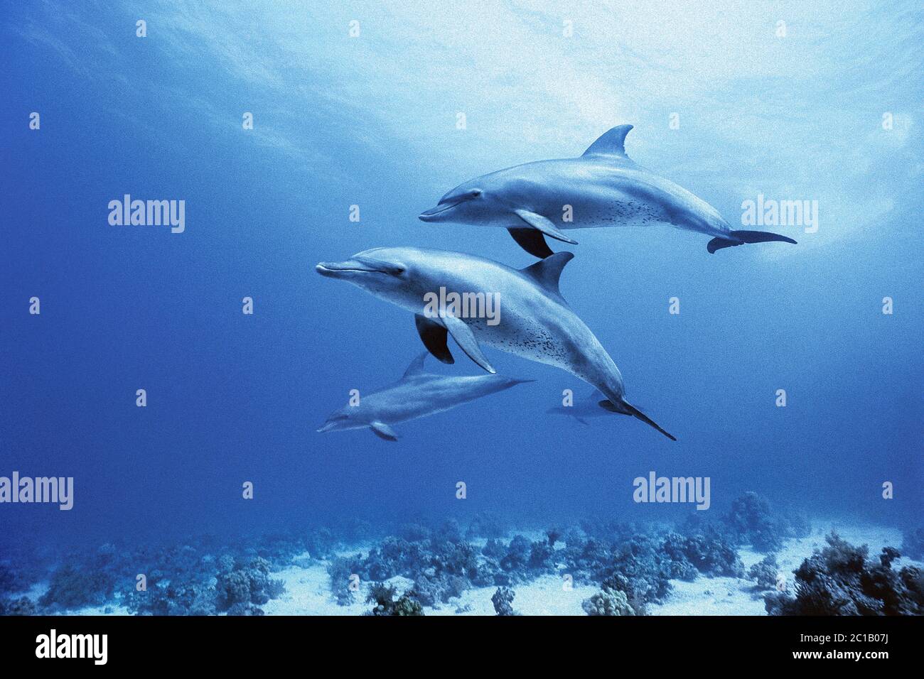 Bottlenose dolphins - Tursiops truncatus Stock Photo