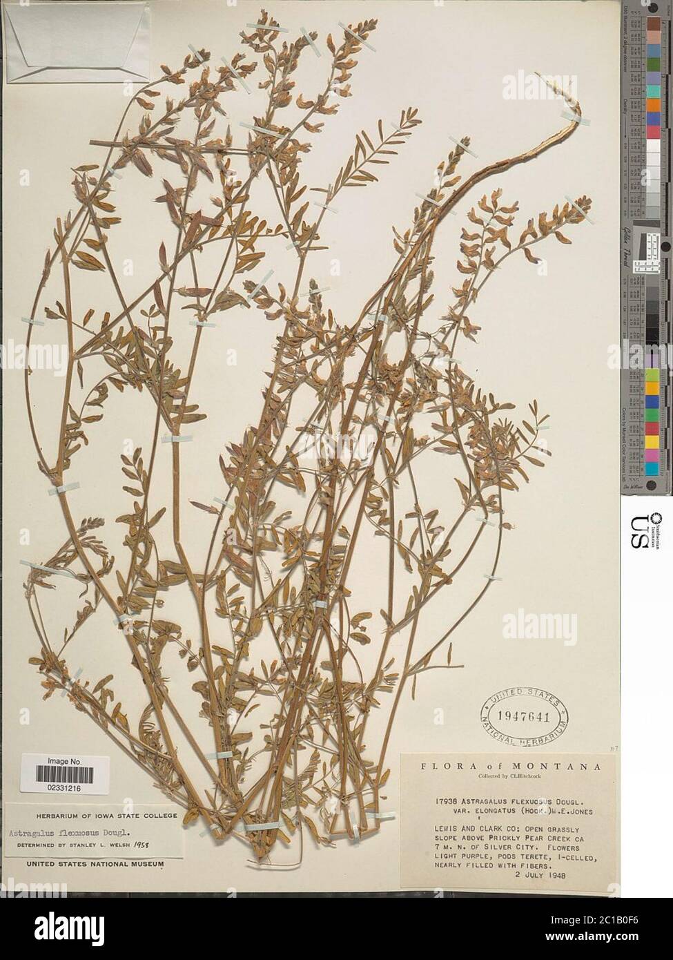 Astragalus flexuosus Hook Douglas ex G Don Astragalus flexuosus Hook