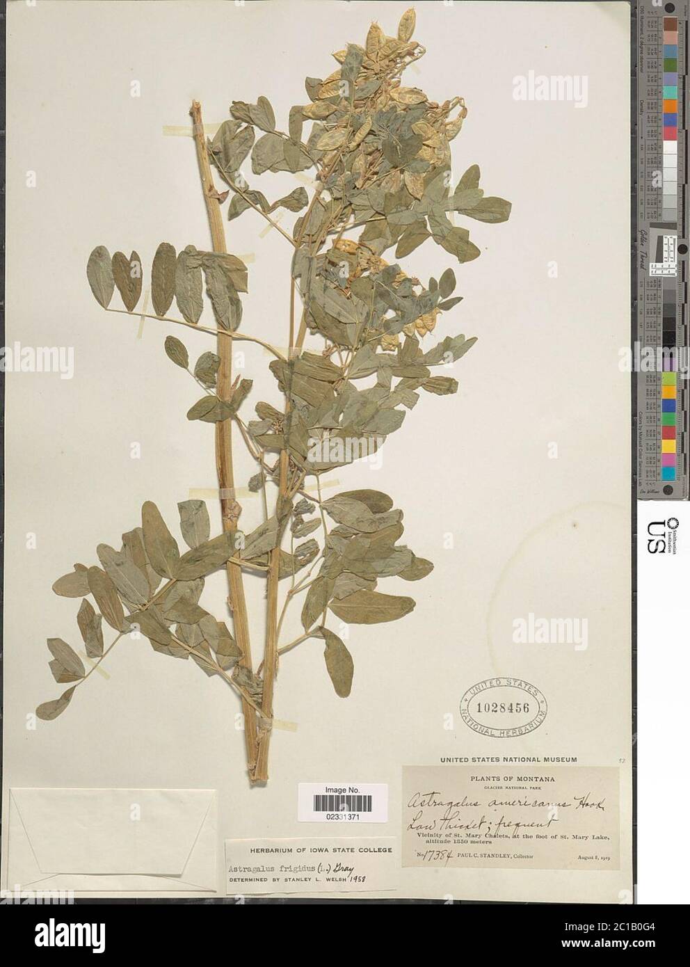 Astragalus frigidus L A Gray Astragalus frigidus L A Gray. Stock Photo